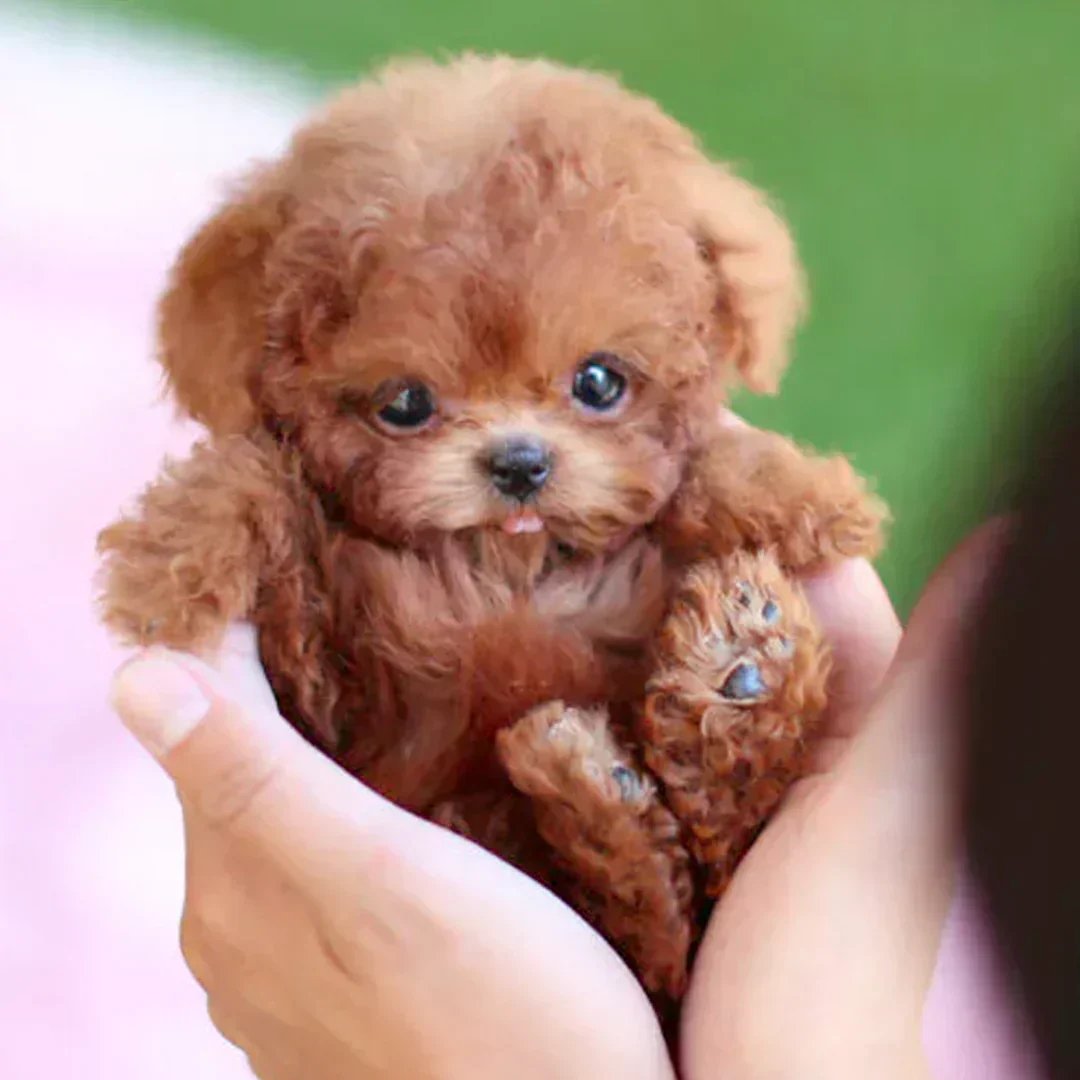 🎄Christmas-Sale 49%OFF🐶🌭Yagoo- My Realistic Robot Puppy